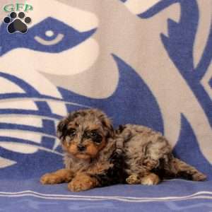 Emma, Mini Bernedoodle Puppy